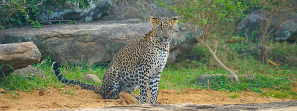 Сафари: где и как посмотреть диких зверей